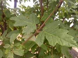 Acer griseum