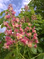 Aesculus x carnea 'Fort McNair'